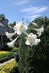 Oh, I see that Martha's Formosa lilies are blooming.  I bet the Frenchies will be sore when they see this blog posting and how they're missing out on these amazing blooms.