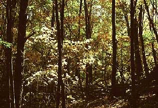 [hutan%2520gugur%255B4%255D.jpg]