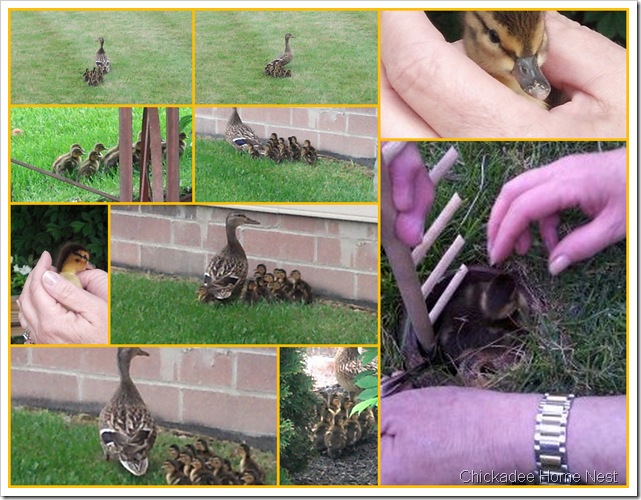 2012.5.12 Baby Duck Collage