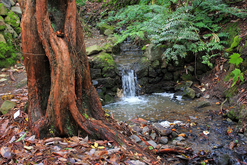 [121228_UCBotGarden_Metasequoia-glyptostroboides_07%255B5%255D.jpg]