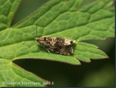 Celypha-lacunana (2) Celypha-lacunana (2)