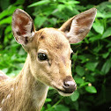 Spotted Deer