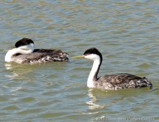Western Grebe Pair Western Grebe Pair