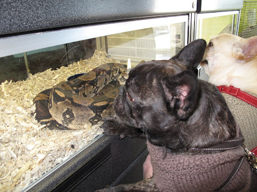 How does one go about playing with a snake?  I mean, there are no arms or legs!  Kind of creepy, if you ask me.
