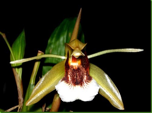 OR Coelogyne speciosum OR Coelogyne speciosum