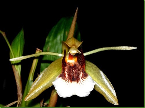 OR Coelogyne speciosum