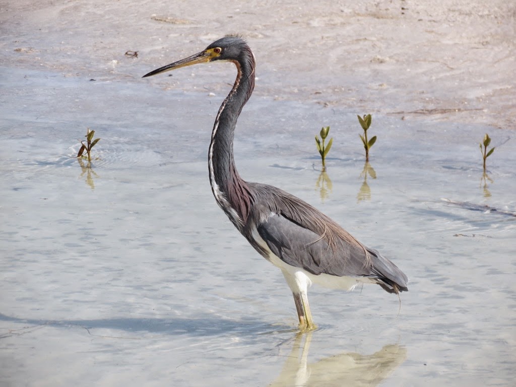 [fort_desoto2_tricolor_heron%255B4%255D.jpg]