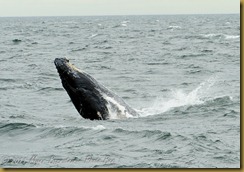 Whale Watch  _ROT3979   NIKON D3S June 02, 2011