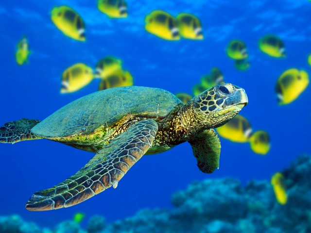 [Green%2520Sea%2520Turtle%255B13%255D.jpg]