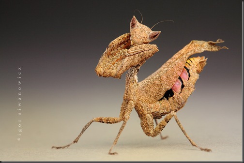 fotografii insecte