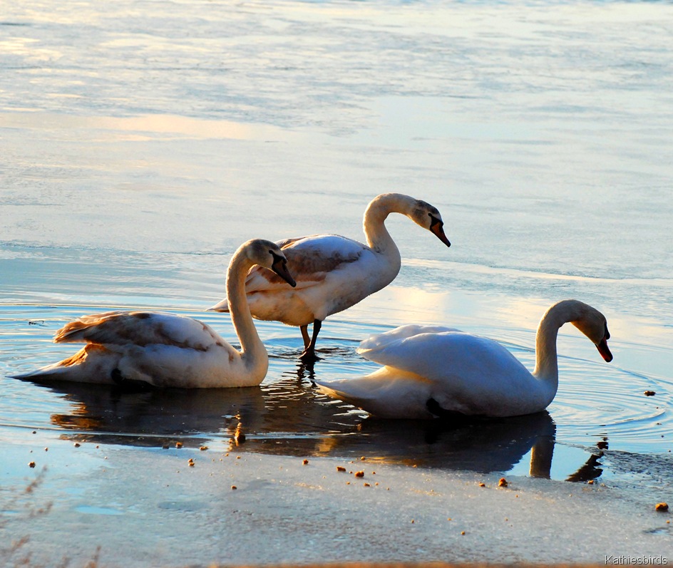 [12.%2520Mute%2520swans-kab%255B5%255D.jpg]