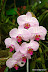 Natura :: Img0498.jpg