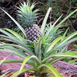 Pineapple Growing Along The Road - Roseau, Dominica