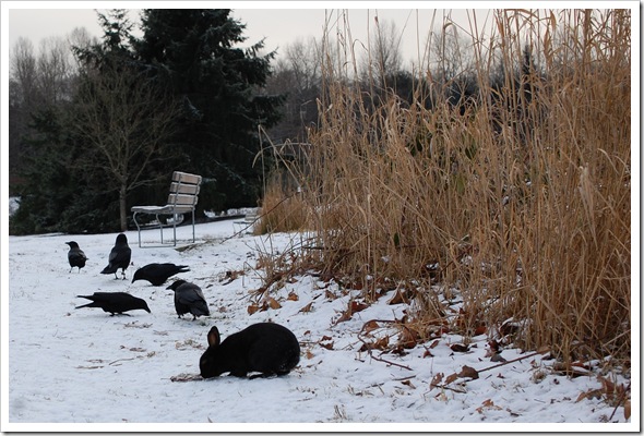 BlackRabbit BlackCrow