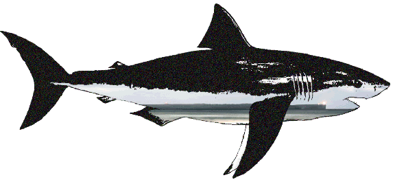 shark-pic-2 shark-pic-2