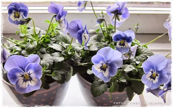 violets_29.03.15 violets_29.03.15