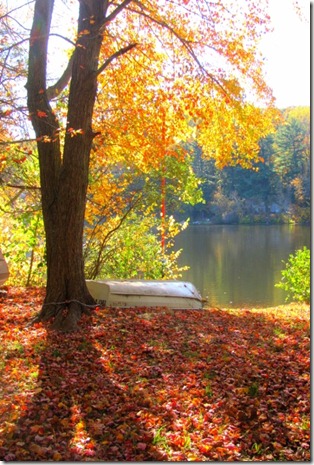 Autumn colors (480x640)