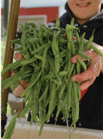 Photo Courtesy:  ISU Extension