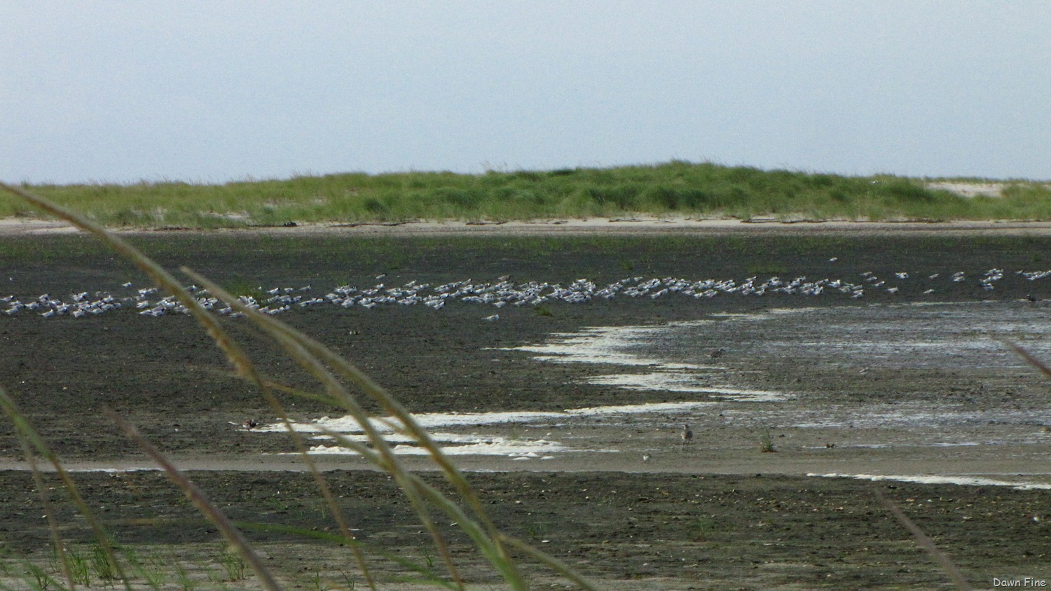[birding-south-beach_0163.jpg]