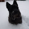 Ingezonden winterfoto\'s 2011-2012_03.jpg