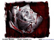 Bloody Rose White Red