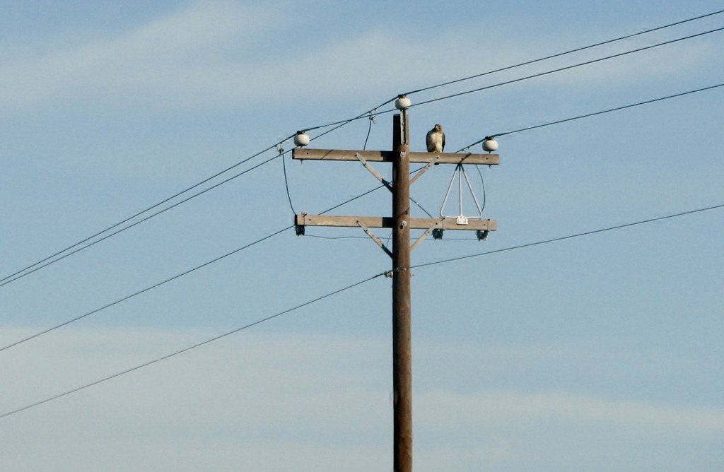 [7196%2520Texas%2520-%2520US-77%2520North%2520-%2520bird%2520of%2520prey%255B3%255D.jpg]