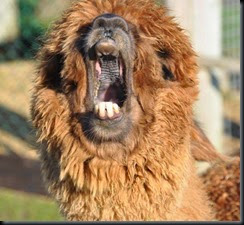 Garnet yawning Feb 2011 Garnet yawning Feb 2011