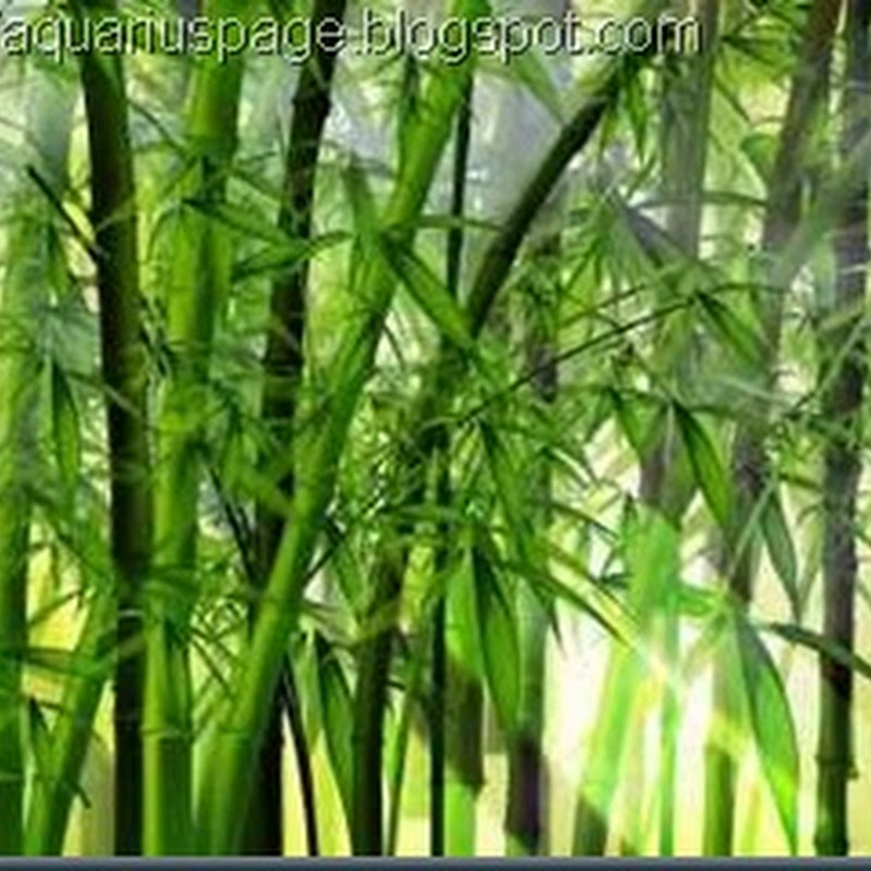 As Sete Lições do Bambu (Filosofia Zen Japonesa)