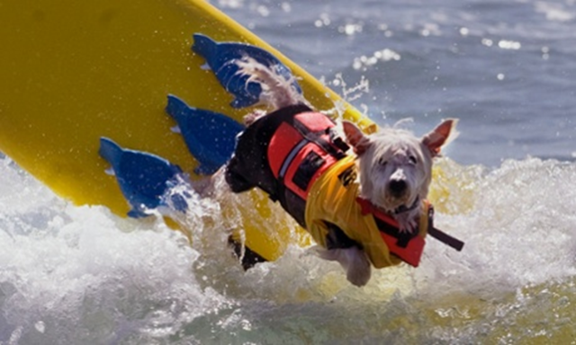 A competitor escapes the fierce temperatures on land during the Surf City Dog Surf competition in Huntington Beach, California, on Sunday, 5 October 2014. Photo: Ana Venegas / AP