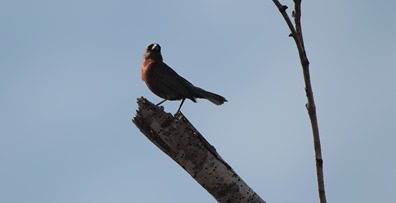 Varied Bunting 3 SBP Varied Bunting 3 SBP
