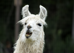 Llama Exotic Game Farm Spring