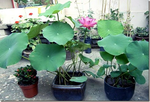 clip_image016