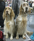 English Setters