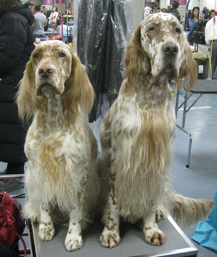 English Setters