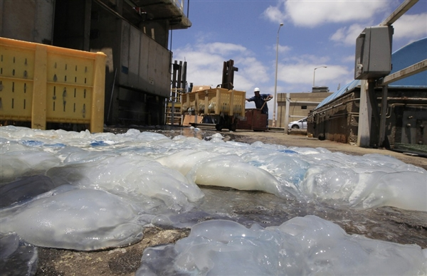 Jellyfish cover the floor in a lot at Israel Electric Corp.'s Orot Rabin power station on the Mediterranean coast near the central town of Hadera on Tuesday, 5 Juy 2011. Ronen Zvulun / Reuters