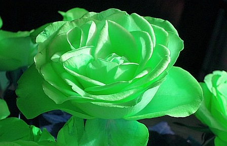 [3%2520green%2520rose%255B3%255D.jpg]