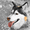 IMG_4584-Edit copy.jpg