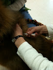 The microchip is smaller than a grain of rice and fits inside a syringe. I thought it was going to hurt - who likes getting shots? The vet techs were so nice and quick, I didn't even feel it! The microchip is smaller than a grain of rice and fits inside a syringe. I thought it was going to hurt - who likes getting shots? The vet techs were so nice and quick, I didn't even feel it!