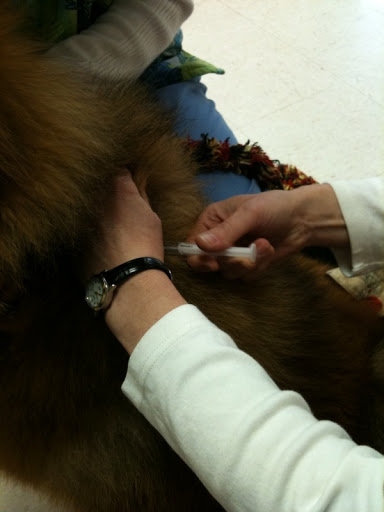 The microchip is smaller than a grain of rice and fits inside a syringe. I thought it was going to hurt - who likes getting shots? The vet techs were so nice and quick, I didn't even feel it! The microchip is smaller than a grain of rice and fits inside a syringe. I thought it was going to hurt - who likes getting shots? The vet techs were so nice and quick, I didn't even feel it!