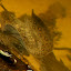 Ocellate River Stingray: The Freshwater Stingray is able to sting as soon as it is born. The sting is very painful although only mildly venomous.
