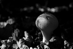 Common-Puffball