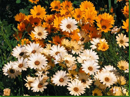 Dimorphotheca Mix Dimorphotheca Mix