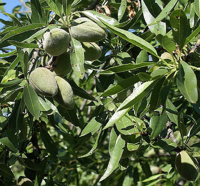[Almendras_en_el_arbol.jpeg%255B5%255D.jpg]