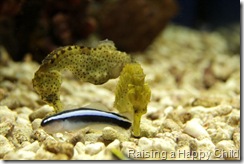 June16_Seahorses