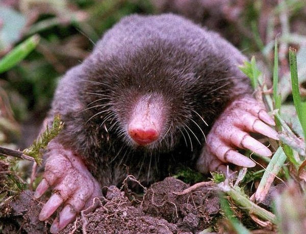 5 - Ratos e toupeiras 5 - Ratos e toupeiras