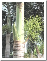 Florida vacation Epcot palm tree seeds