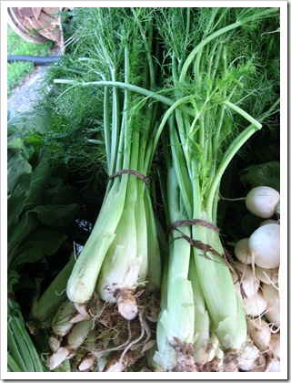 baby fennel