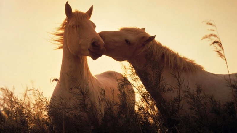 horses-in-love-wallpaper-1920x1200-0914