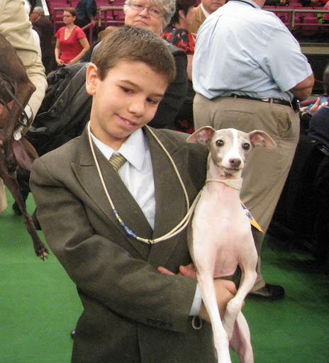 Italian Greyhound