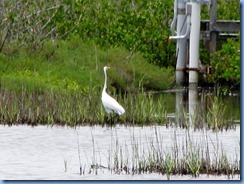7749 Black Point Wildlife Drive, Merritt Island National Wildlife Refuge, Florida - Great egret